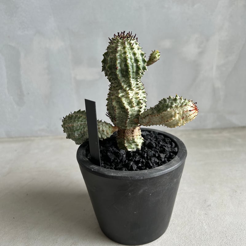 ユーフォルビア ペルドルシアナ | ソレトナ植物店