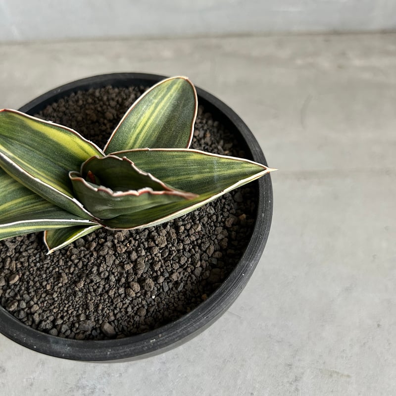 サンセベリア サムライ ドワーフ 斑入り | ソレトナ植物店