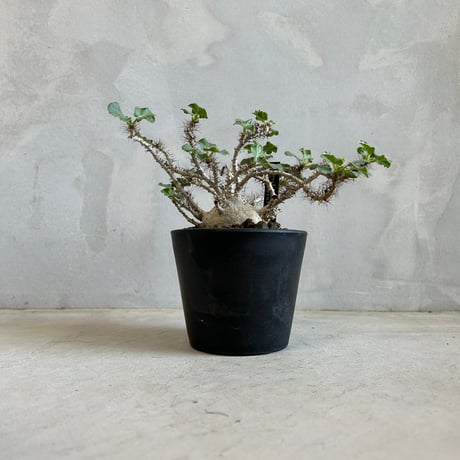 フィルミアナ・フルゲンス　Firmiana fulgens　塊根植物コーデックス CATEGORY 塊根植物 | ソレトナ植物店