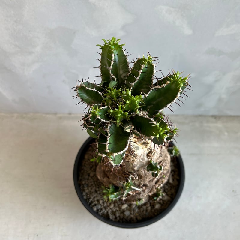 ユーフォルビア ムランジーナ (発根済み) | ソレトナ植物店