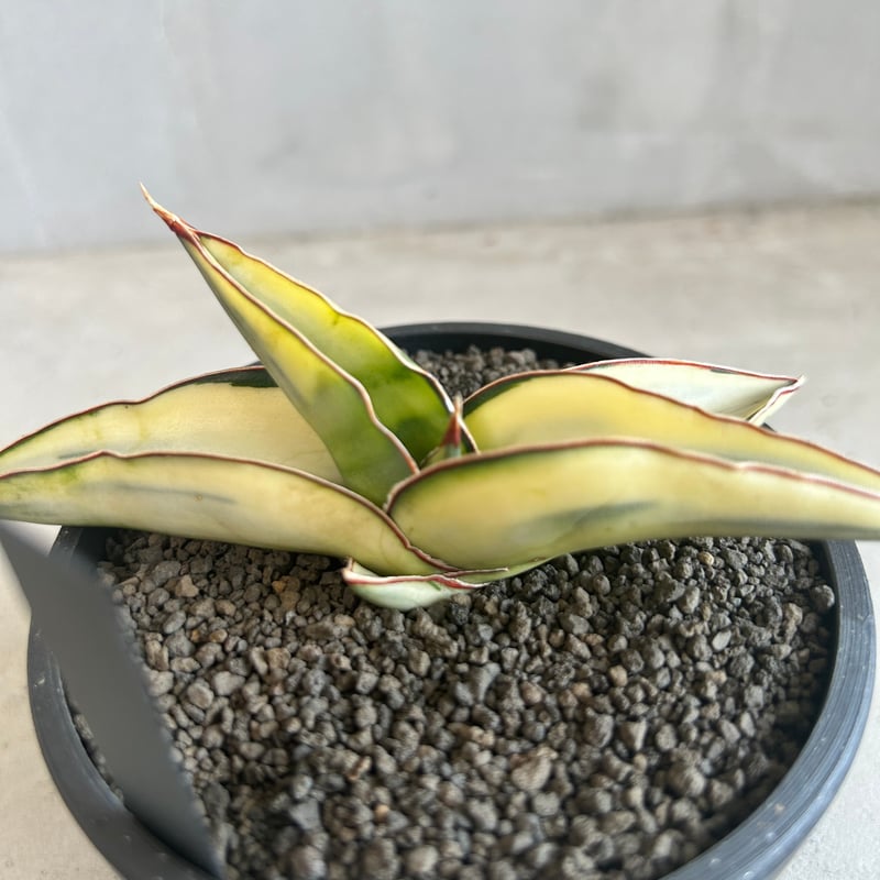 サンセベリア ロブスター 斑入り | ソレトナ植物店