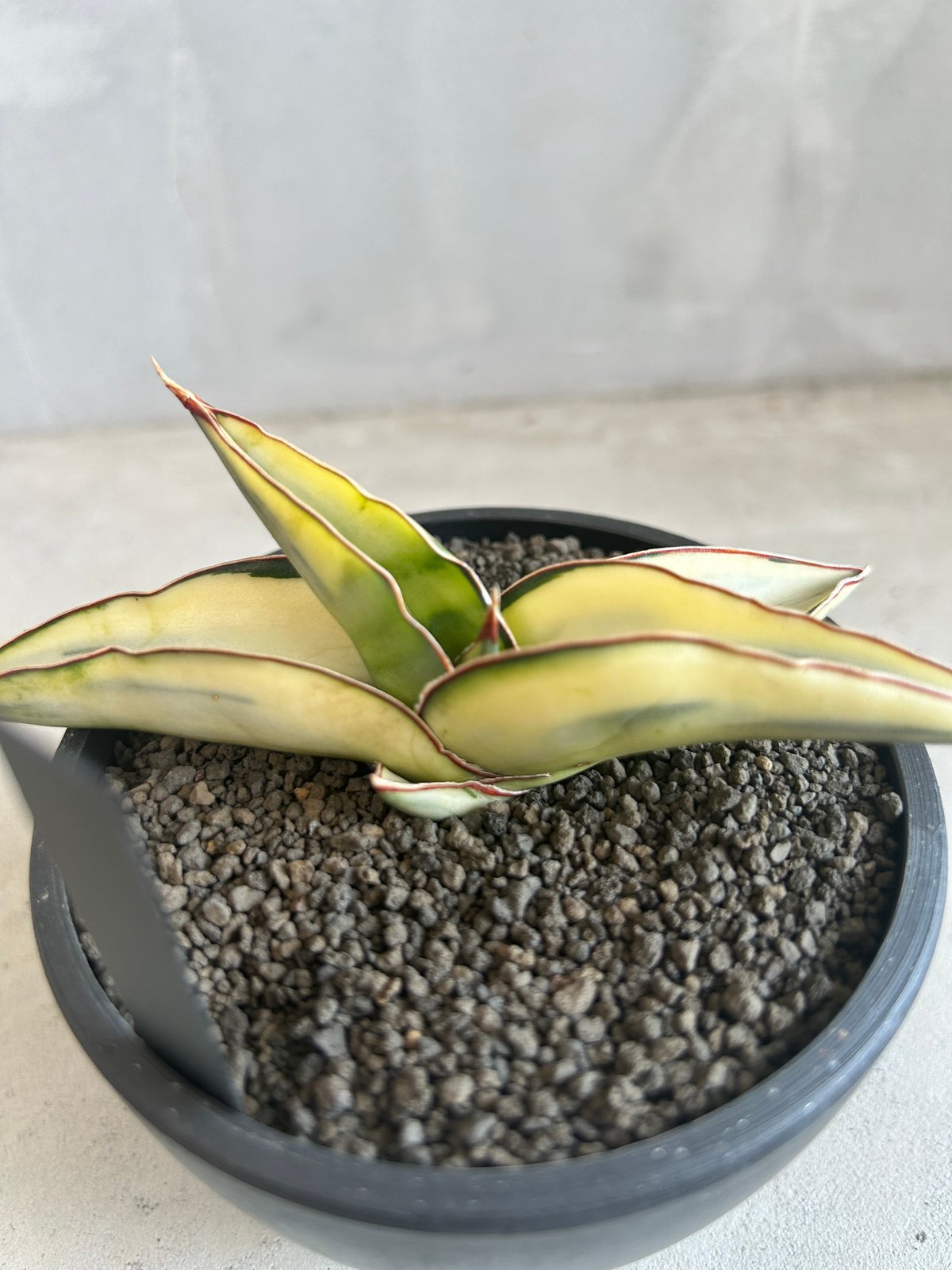 【美斑】　ロブスター　バリエガータ　サンスベリア　抜き苗 サンセベリア ロブスター 斑入り | ソレトナ植物店