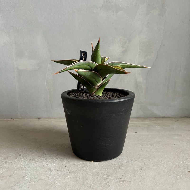 サンセベリア lav.23251 | ソレトナ植物店