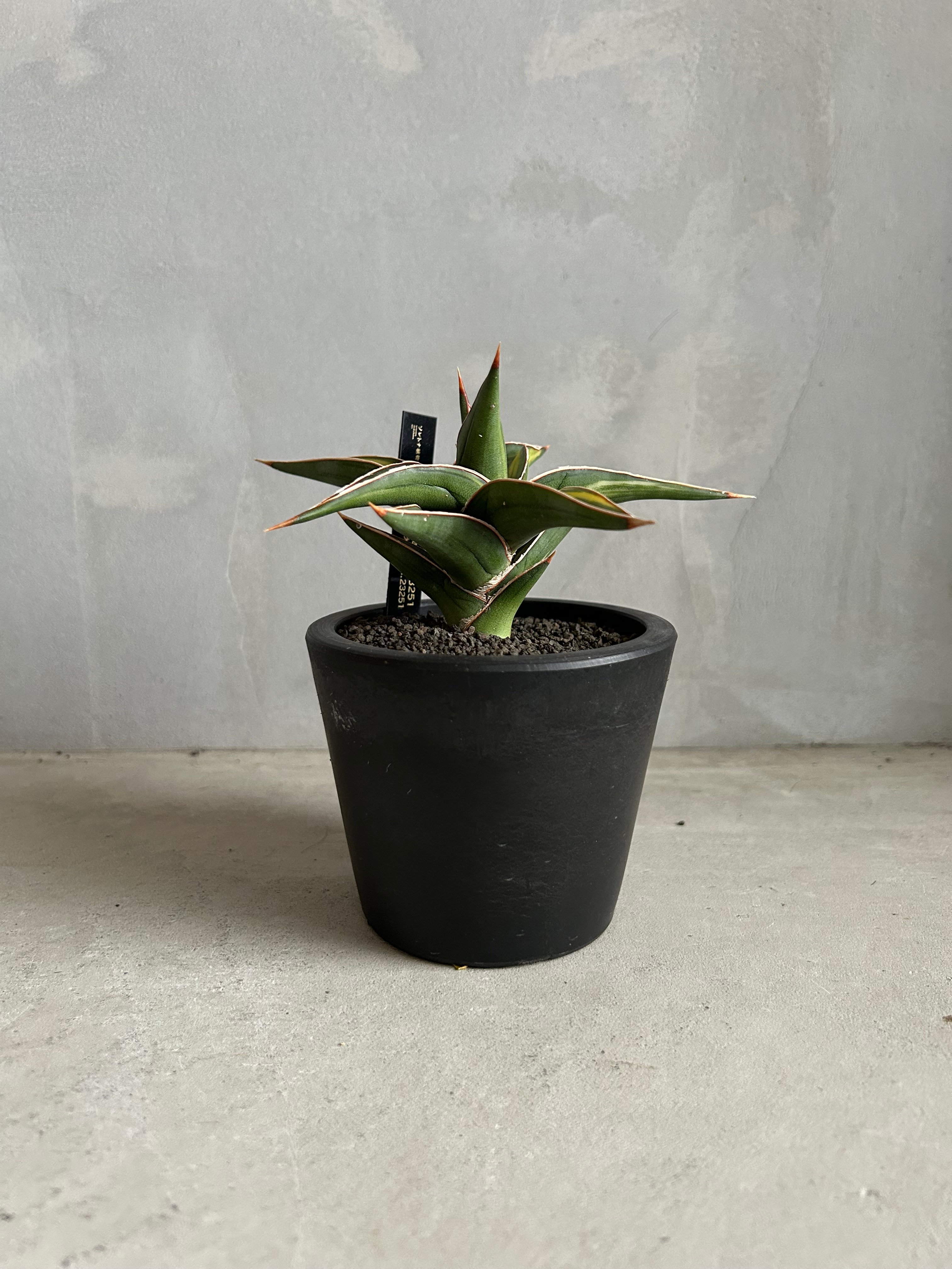 サンセベリア lav.23251 | ソレトナ植物店