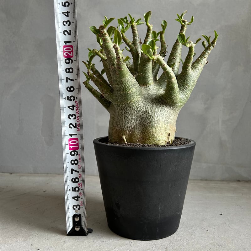 アデニウム アラビカム スーパー ドワーフ | ソレトナ植物店 観葉植物