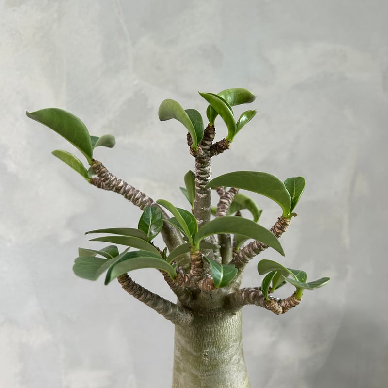 アデニウム バオバブ スタイル | ソレトナ植物店