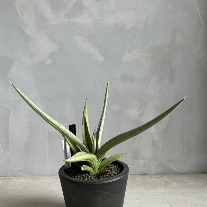サンセベリア ダンシング ドラゴン | ソレトナ植物店