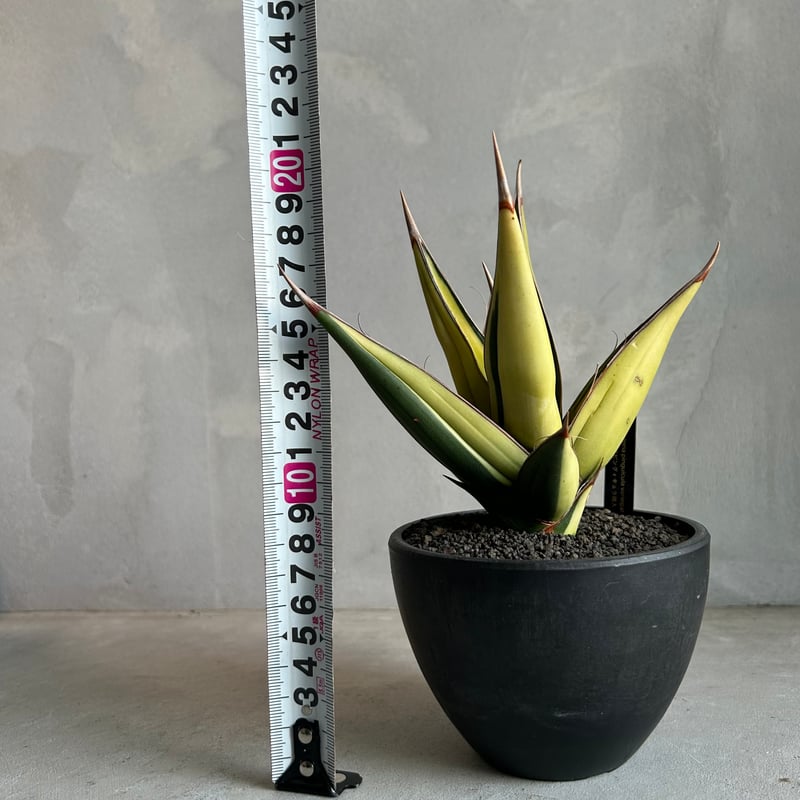 サンセベリア ピングイキュラ 斑入り | ソレトナ植物店