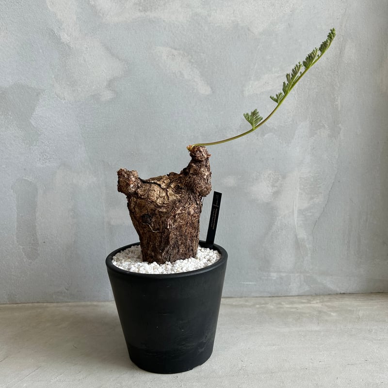 ペラルゴニウム トリステ | ソレトナ植物店