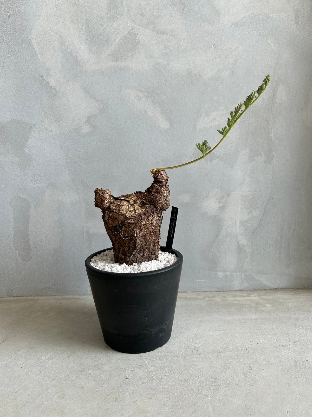 ペラルゴニウム トリステ | ソレトナ植物店