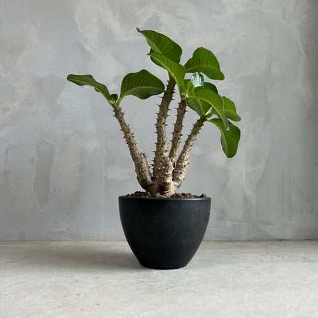CATEGORY 塊根植物 | ソレトナ植物店