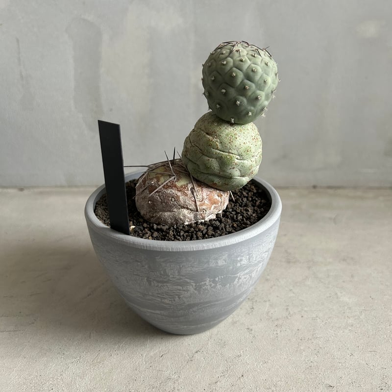 テフロカクタス　ゲオメトリクス　極上株　作家鉢 テフロカクタス ゲオメトリクス 極上株 作家鉢 テフロカクタス テフロ