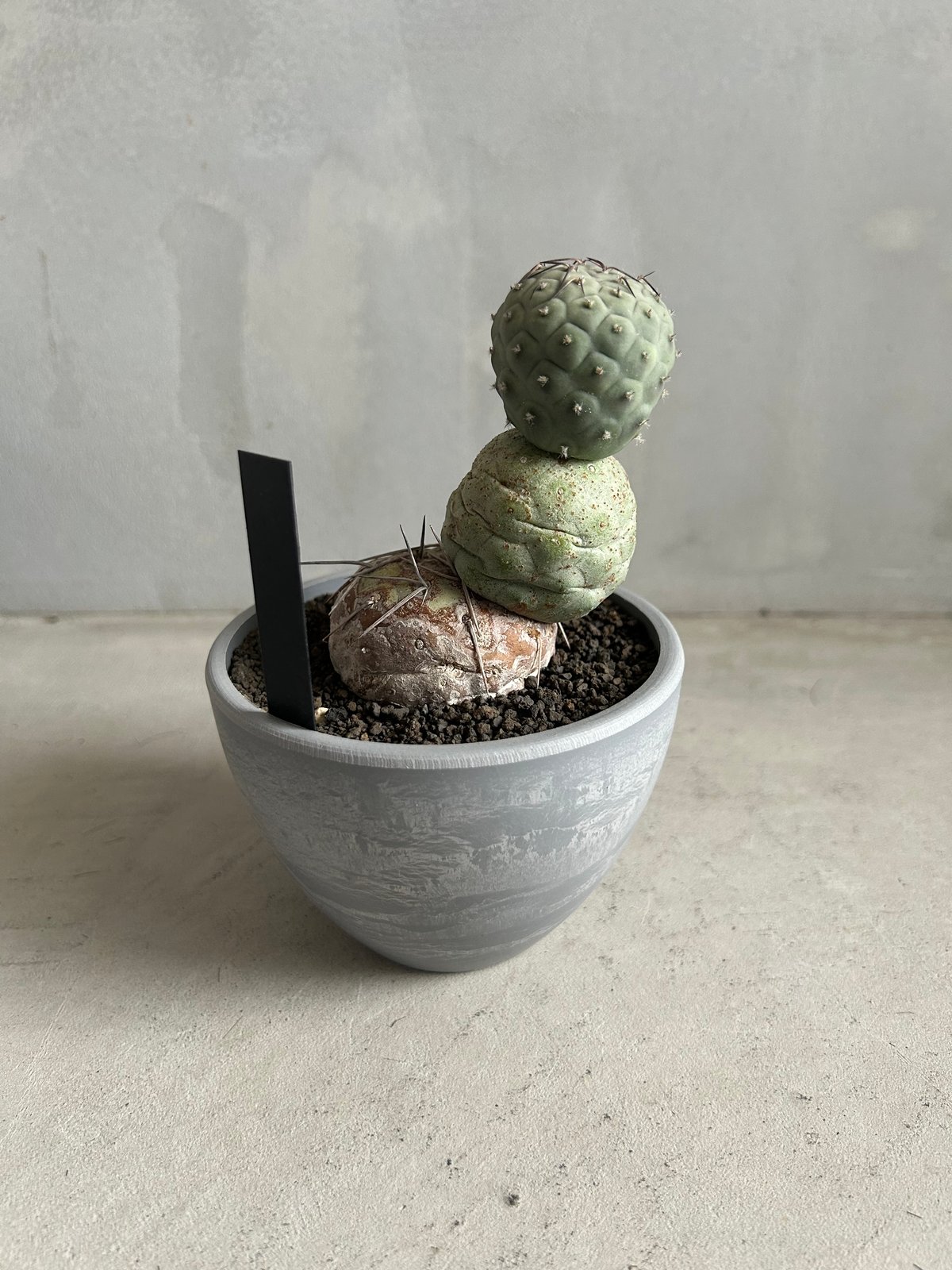 テフロカクタス ゲオメトリクス | ソレトナ植物店