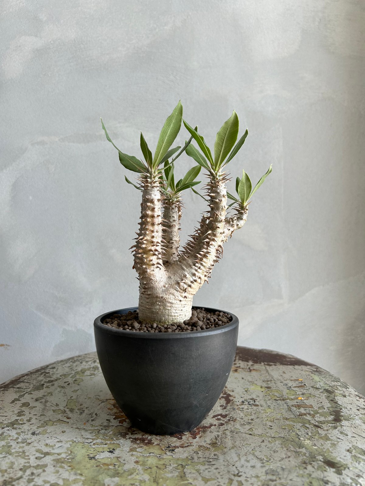 大型現地株 パキポディウムホロンベンセ