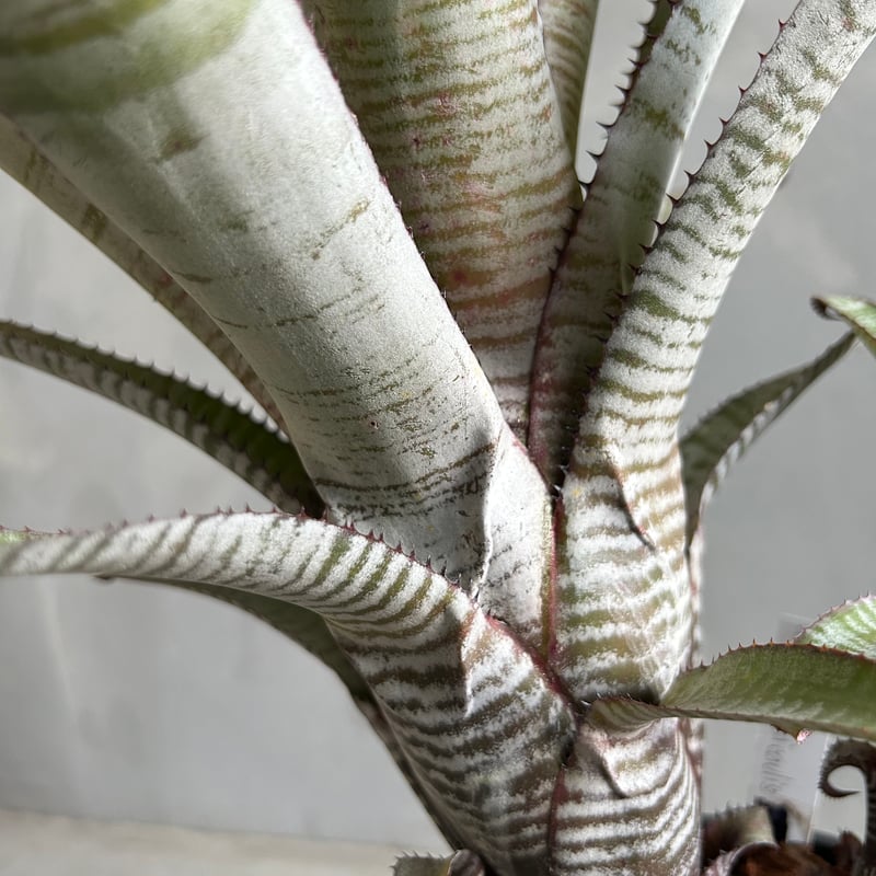 エクメア ヌディカウリス“フロスティーザスノーマン” | ソレトナ植物店