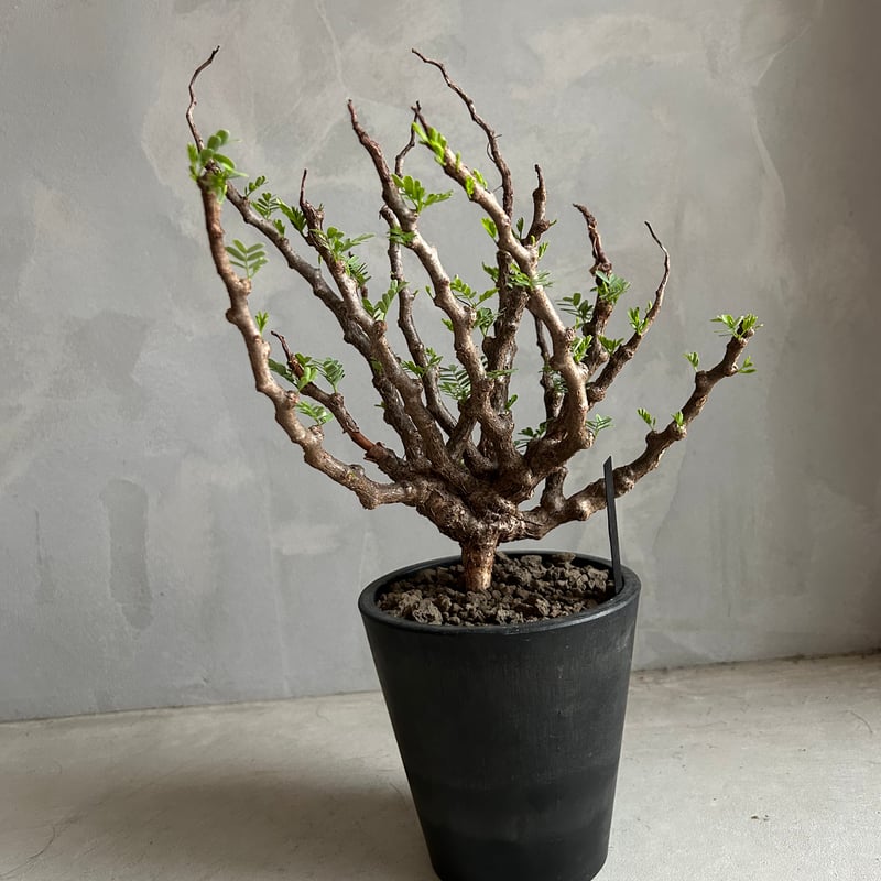 センナ メリディオナリス(実生) | ソレトナ植物店