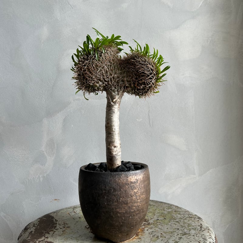 ラメリー 綴化 パキボディウム 接木 陶器鉢 コーデックス 塊根植物 ラメリー 綴化 パキボディウム 接木 陶器鉢 コーデックス 塊根