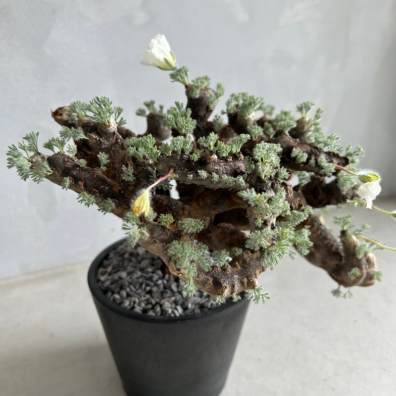 モンソニア　ムルチフィダ　実生44 モンソニア ムルチフィダ 実生44