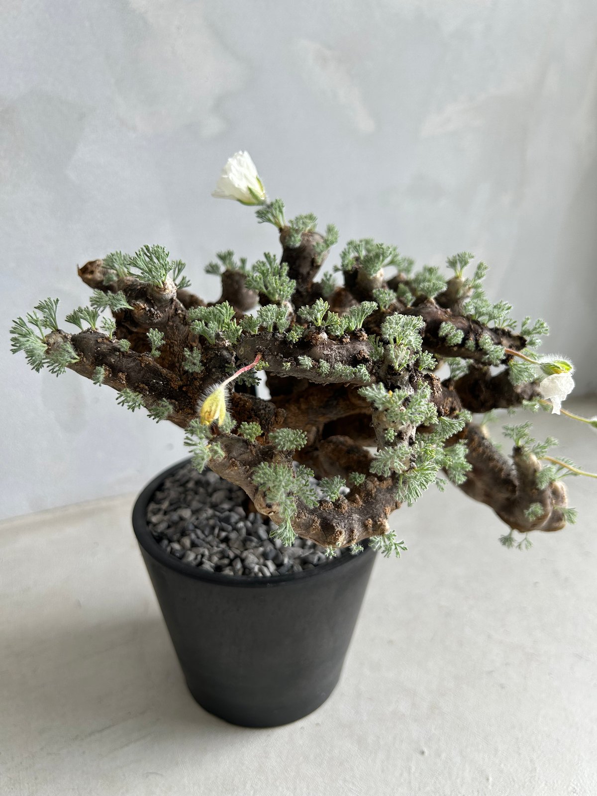 モンソニア ムルチフィダ | ソレトナ植物店