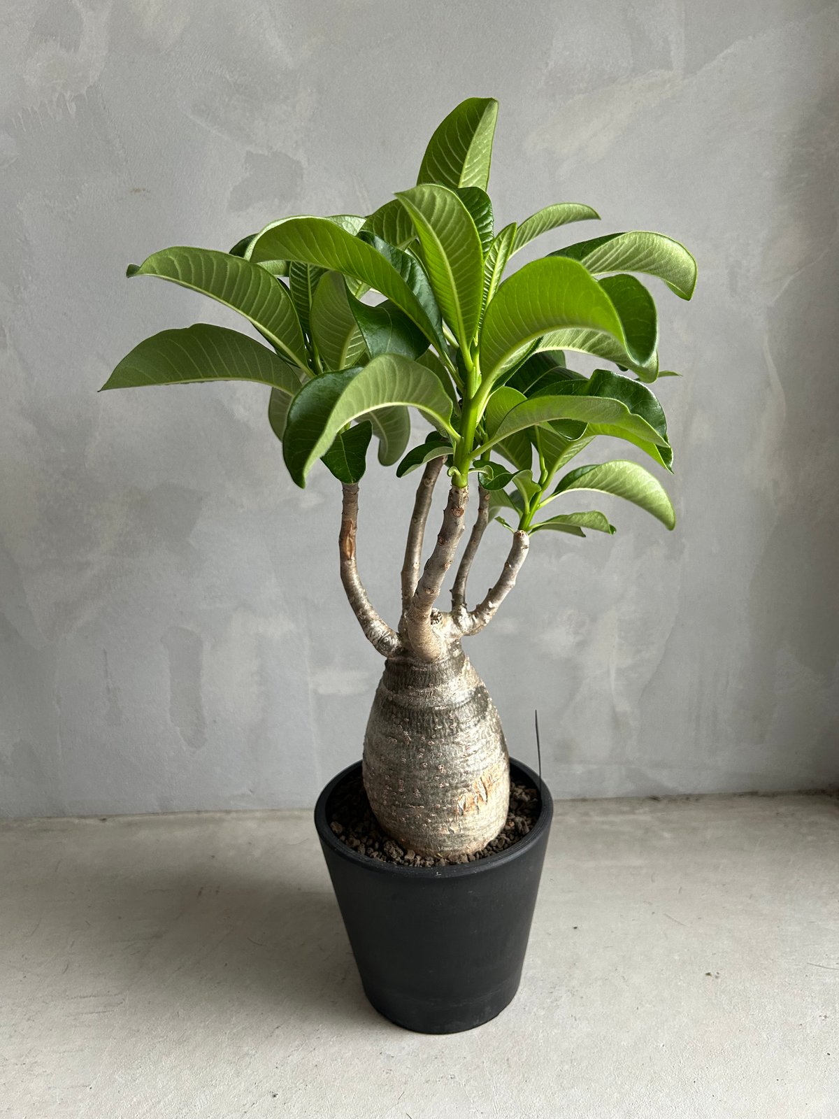 【希少種】パキポディウム デカリー パキポディウム デカリー | ソレトナ植物店