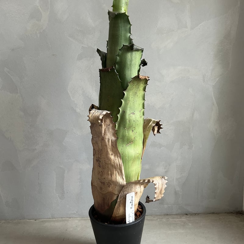 良形　ホヘンベルギア　サンドラズマウンテン　中株 ホヘンベルギア サンドラズマウンテン | ソレトナ植物店