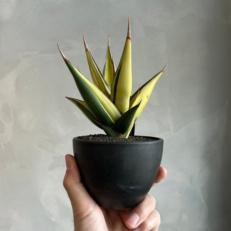 サンセベリア ピングイキュラ 斑入り | ソレトナ植物店
