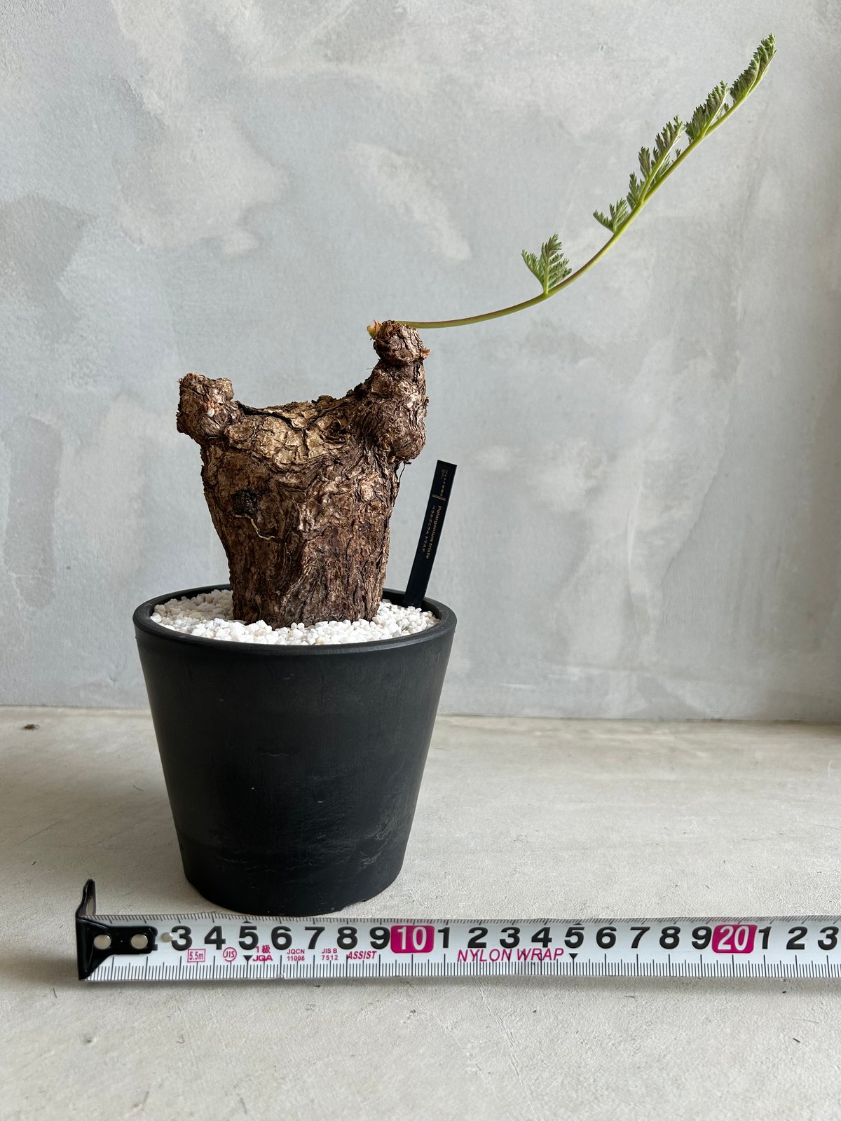 ペラルゴニウム トリステ (完全休眠中) ペラルゴニウム トリステ / ゴツゴツした塊根から伸びる繊細な