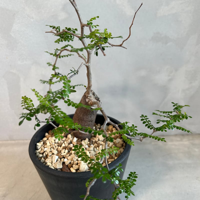 オペルクリカリア パキプス(根挿し) | ソレトナ植物店