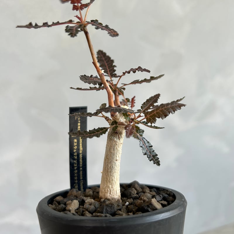 ボスウェリア ソコトラ×ナナ | ソレトナ植物店