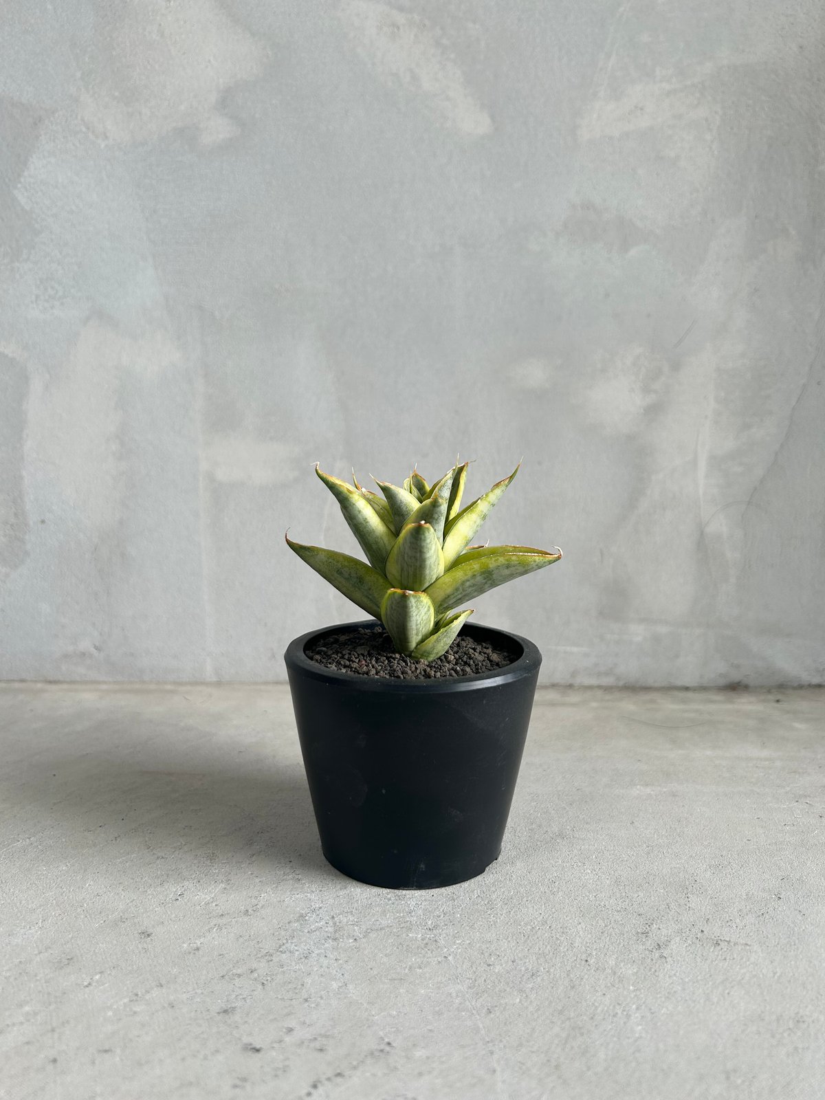 サンセベリア パゴダ 斑入り | ソレトナ植物店