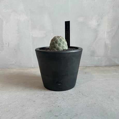 テフロカクタスゲオメトリクス | STORES