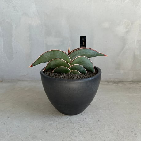 CATEGORY サンセベリア | ソレトナ植物店