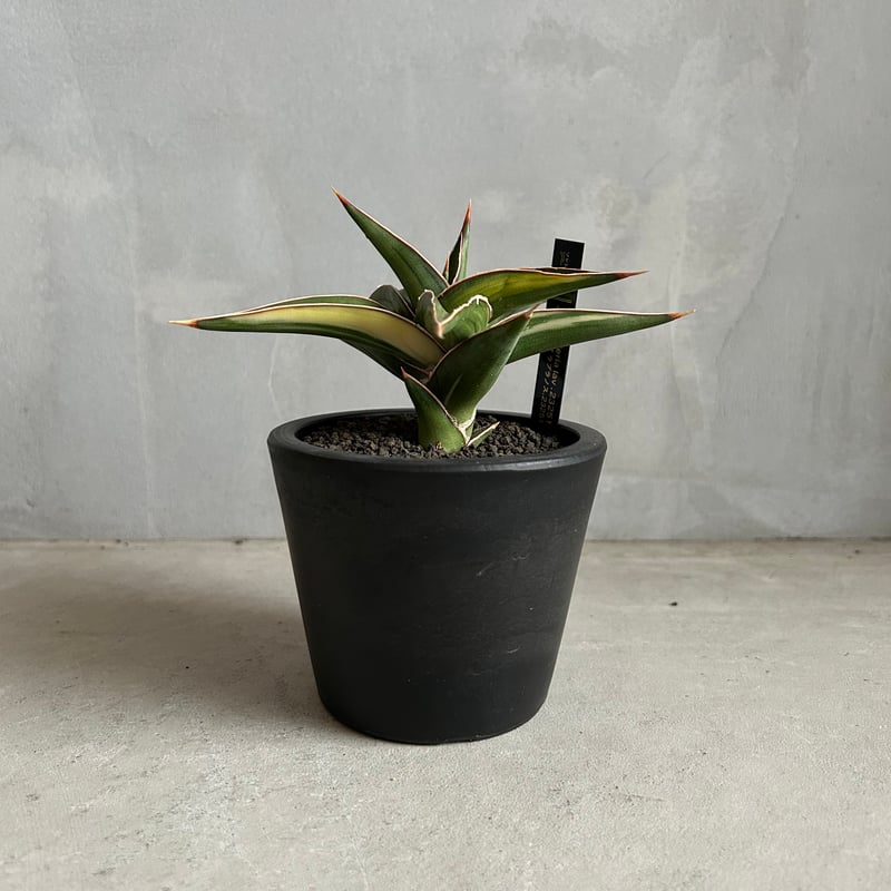 サンセベリア lav.23251 | ソレトナ植物店