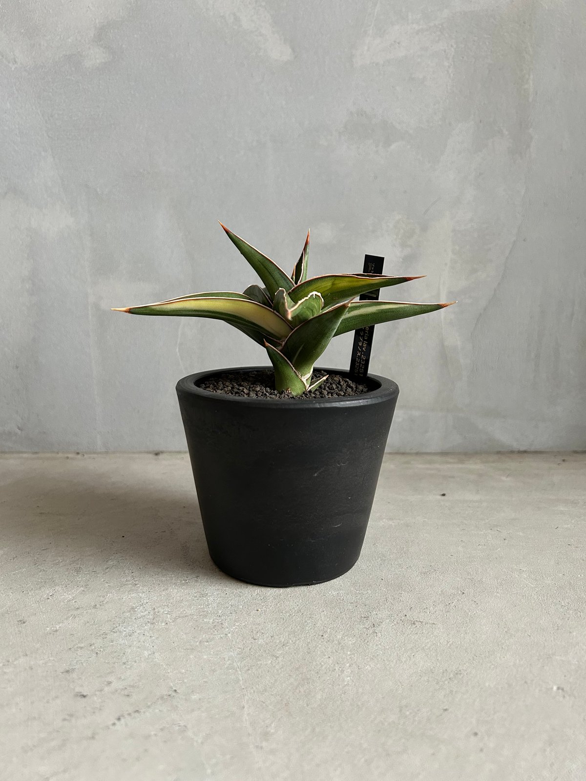 サンセベリア lav.23251 | ソレトナ植物店