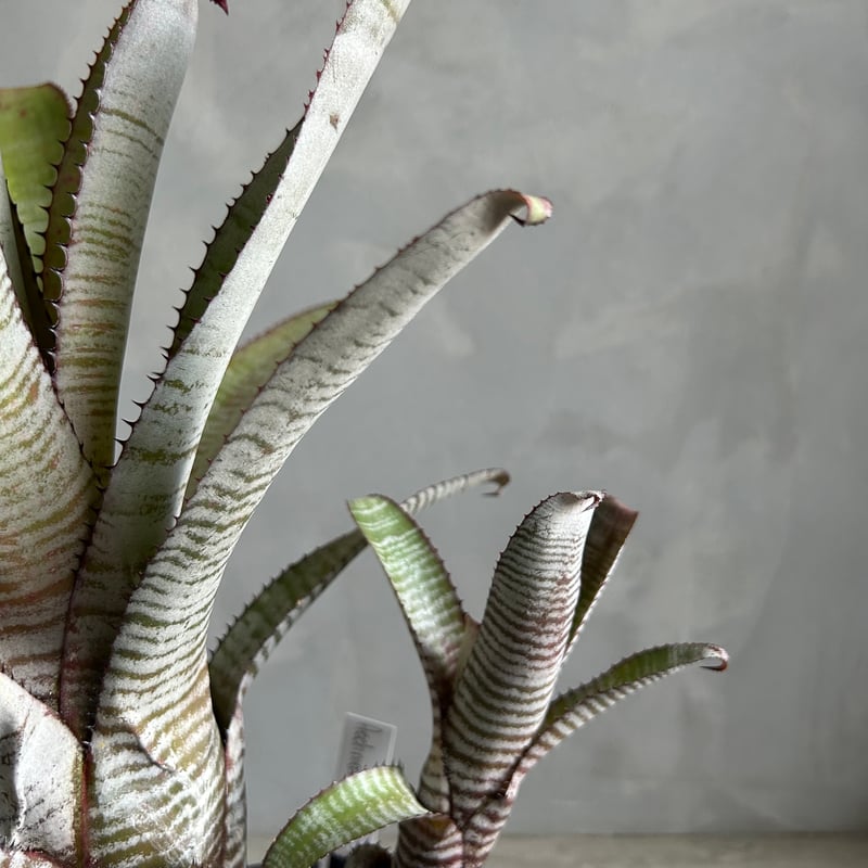 エクメア ヌディカウリス“フロスティーザスノーマン” | ソレトナ植物店