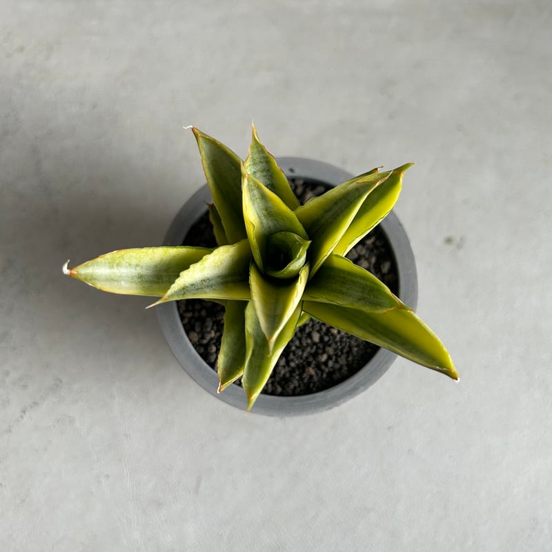 サンセベリア パゴダ 斑入り | ソレトナ植物店