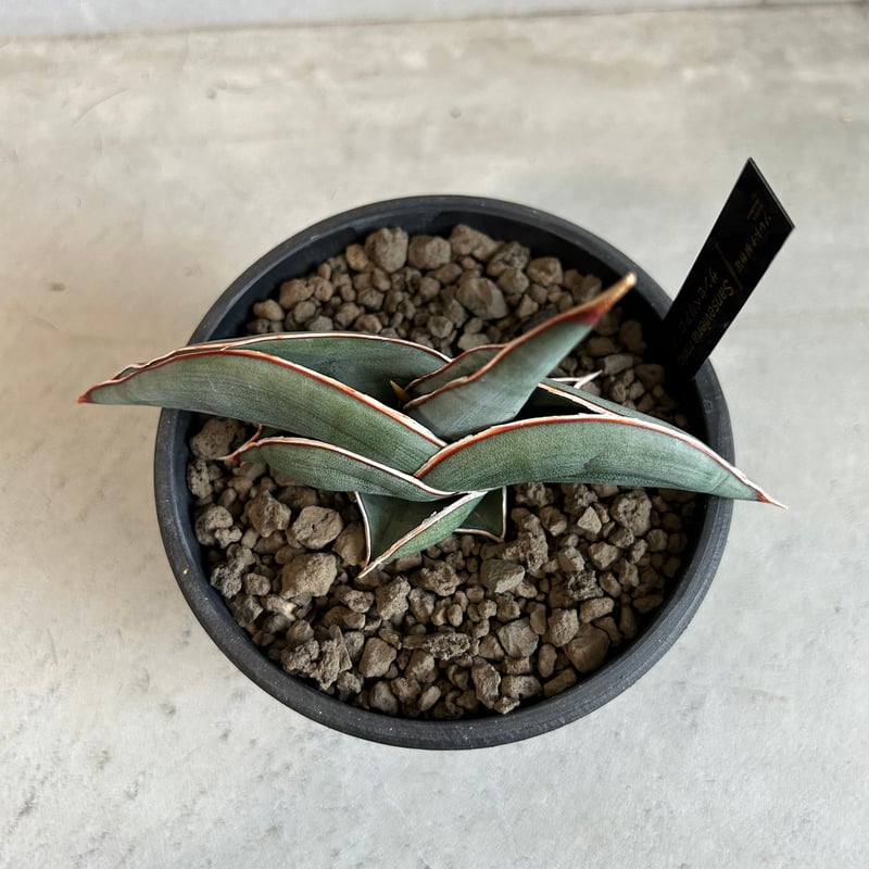 サンセベリア ロリダ | ソレトナ植物店
