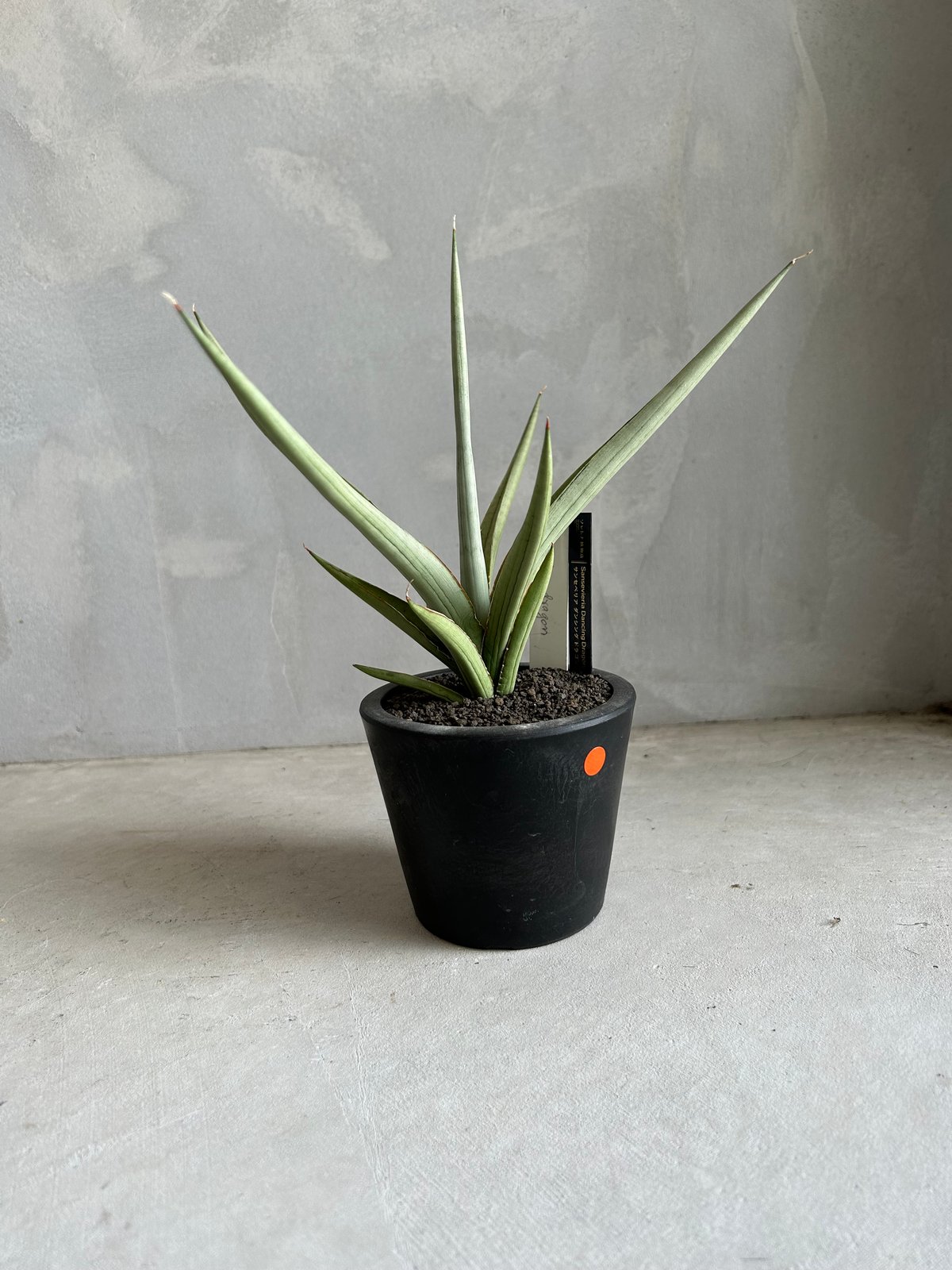 サンスベリア　ダンシングドラゴン Sansevieria Dancing dragon【artPLANTs】サンスベリア
