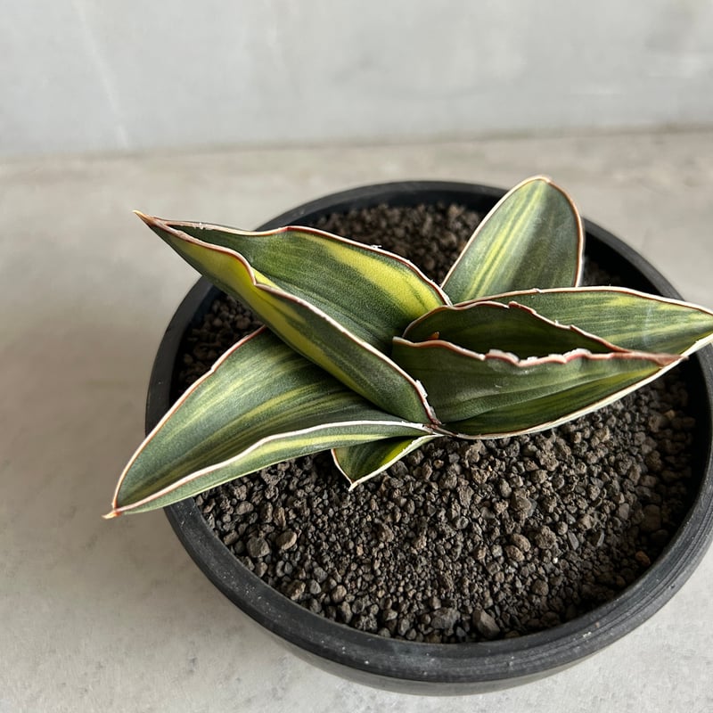 サンセベリア サムライ ドワーフ 斑入り | ソレトナ植物店