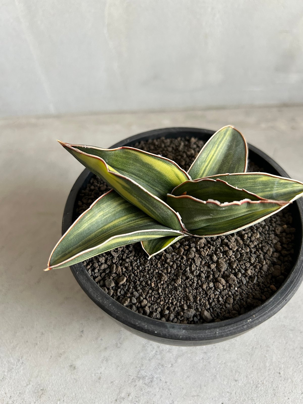 サンセベリア サムライ ドワーフ 斑入り | ソレトナ植物店