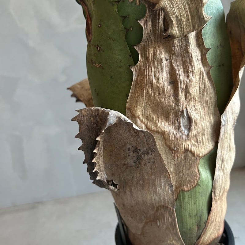 ホヘンベルギア サンドラズマウンテン | ソレトナ植物店