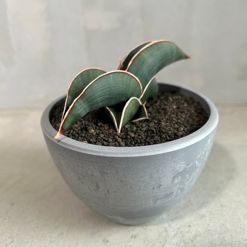 サンセベリア ロリダ | ソレトナ植物店