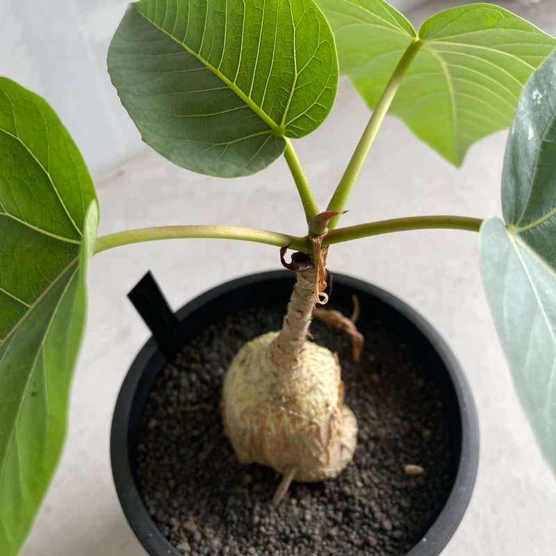 フィカス パルメリー | ソレトナ植物店