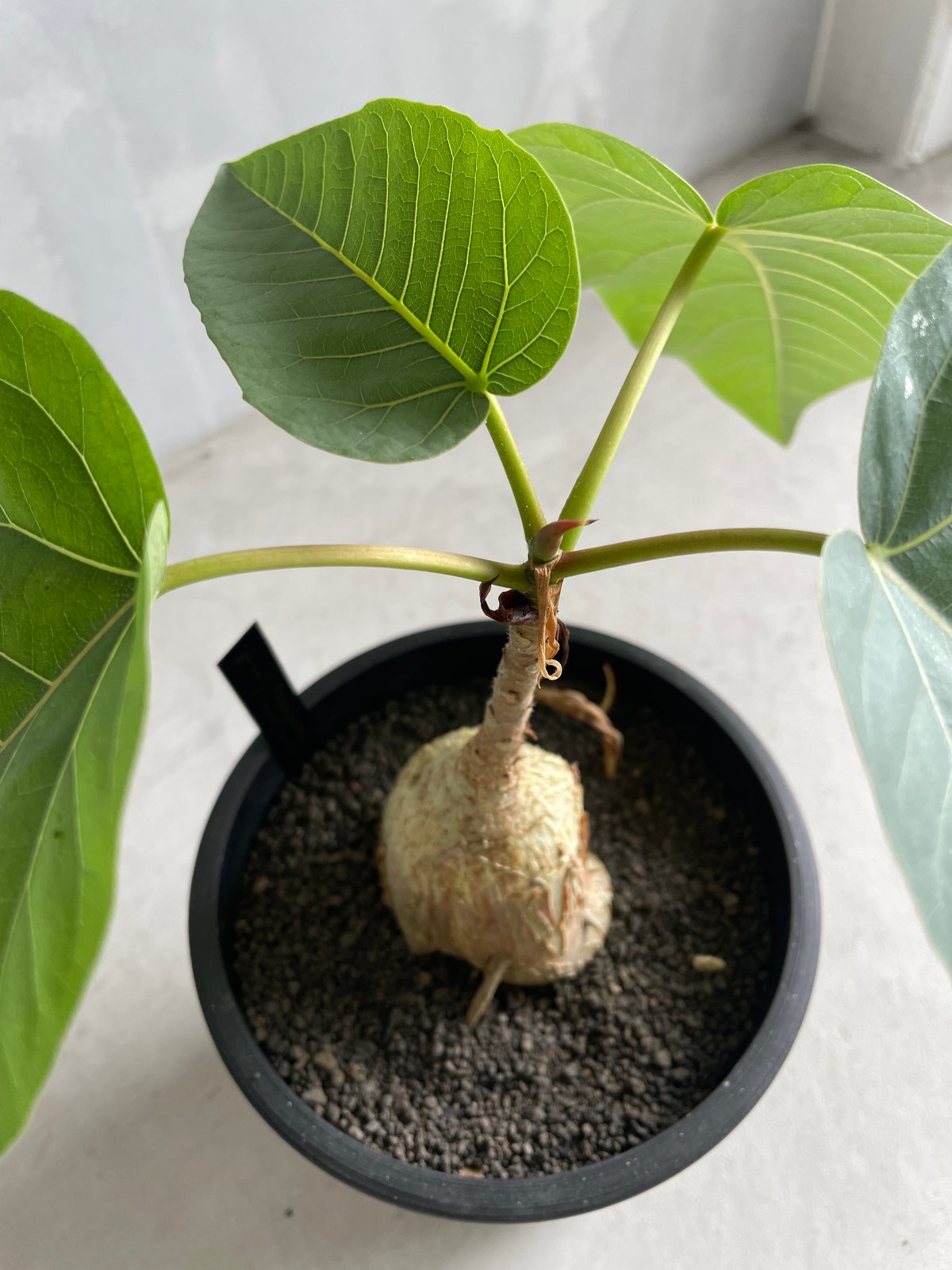 フィカス パルメリー | ソレトナ植物店