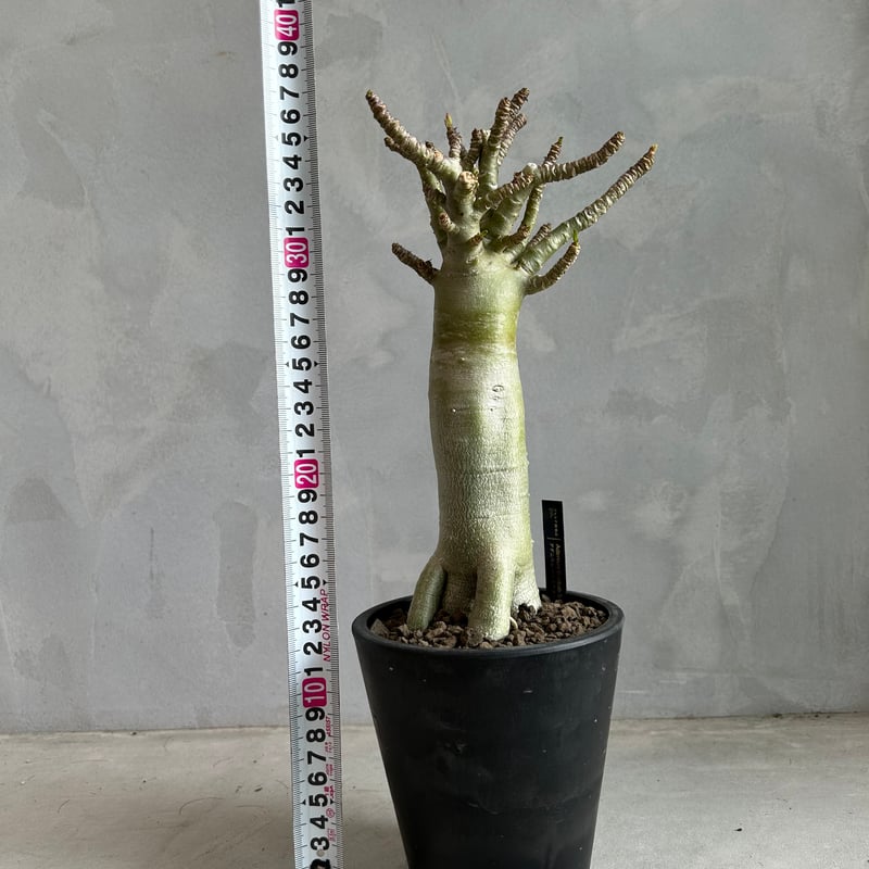 アデニウム バオバブ スタイル | ソレトナ植物店