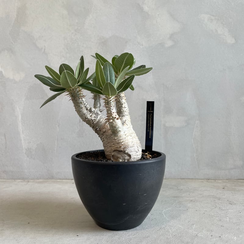 現地球・発根済】パキポディウム・ホロンベンセPachypodium horombense