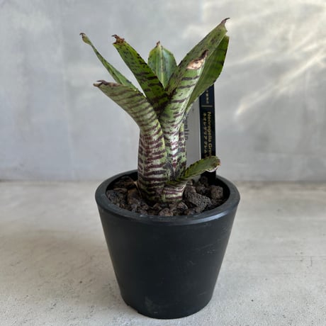 さぎこう さま専用Neoregelia Bold Zebraなど6点 さぎこう さま専用Neoregelia Bold Zebraなど6点