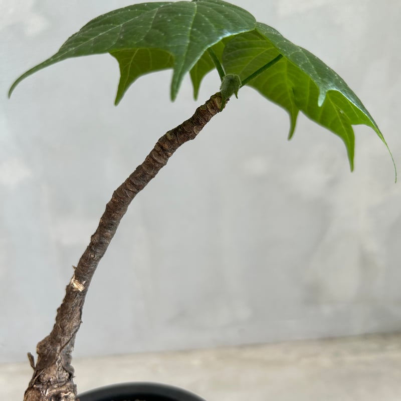 フィルミアナ コロラータ | ソレトナ植物店