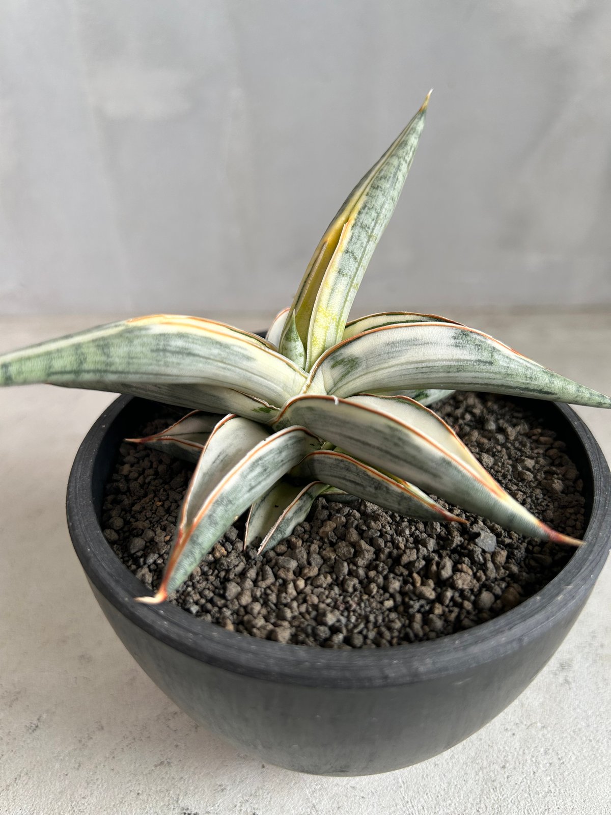 サンセベリア ブルー クローン 白斑 | ソレトナ植物店