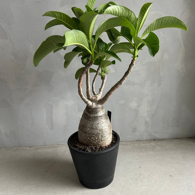 パキポディウムデカリー パキポディウム デカリー | ソレトナ植物店